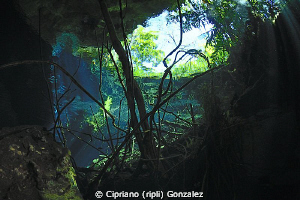 the underwater forest by Cipriano (ripli) Gonzalez 